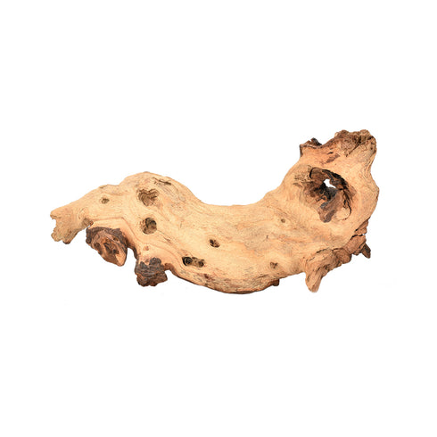 Radacina Mopani Mare